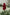Kid's Trench Coat - Burgundy Red - Cotton-2