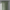 Light Sage Green Linen Sheer Curtains - Triple Pinch Pleat - Made to Measure