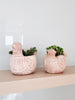 Terracotta Pot - Spotted Dove-4