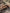 Woodsy | Polarized Bamboo Sunglasses